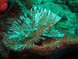 Curacao 04-12 100